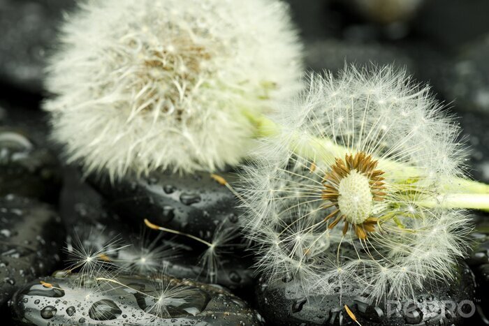 Canvas 3D paardenbloemen op natte stenen