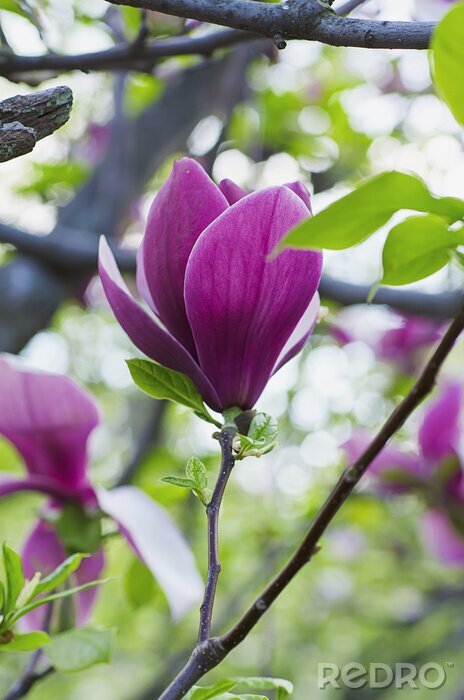 Canvas 3D paarse magnolia