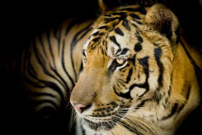 Canvas 3D tijger op een zwarte achtergrond
