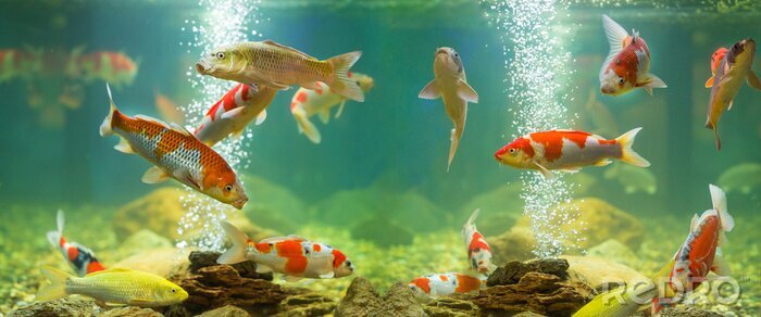 Canvas 3D vissen in het aquarium