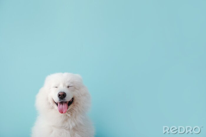 Canvas 3d witte hond