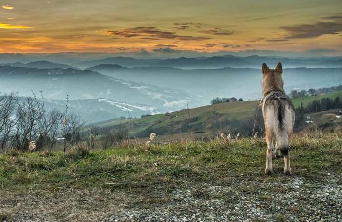 Canvas 3D wolf en landschap