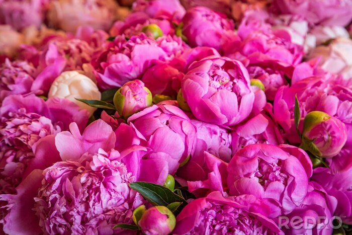 Canvas A full frame photograph of pretty pink peonies for sale on a market stall, with a shallow depth of field