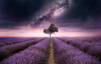 Canvas A lavender field full of purple flowers at night with the night sky filled with stars. Photo composite.