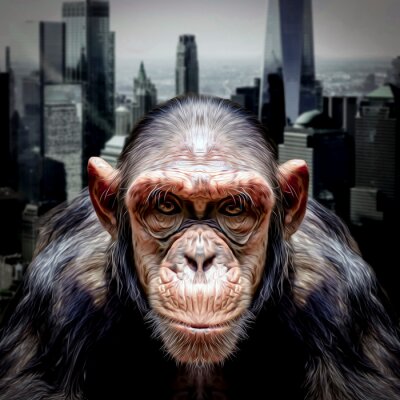 Canvas Aap in een grote stad
