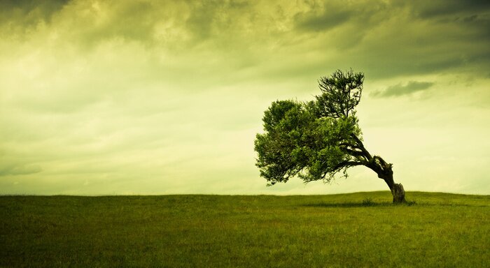 Canvas Aardboom op een achtergrond van wolken