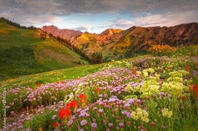 Canvas Abion Basin wildflowers at Alta, Utah, USA.