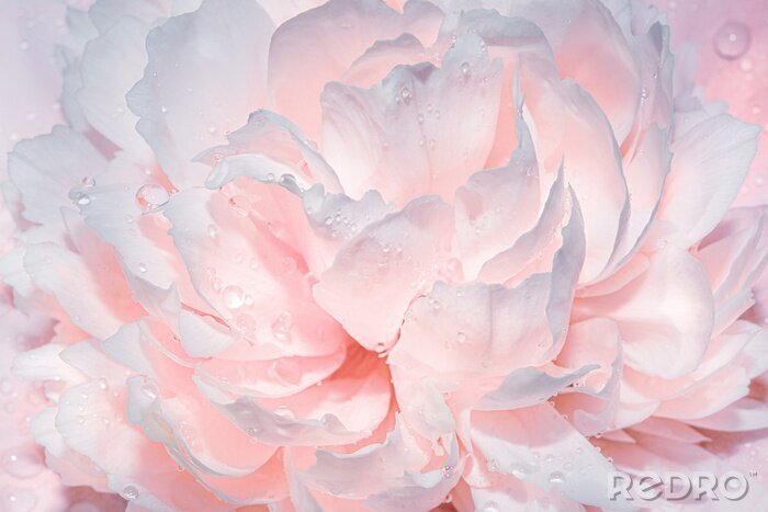 Canvas Abstract background with flowers. Light gentle pink background from peony petals. Peony flower in dew drops close up. Peony in drops of water, close-up.