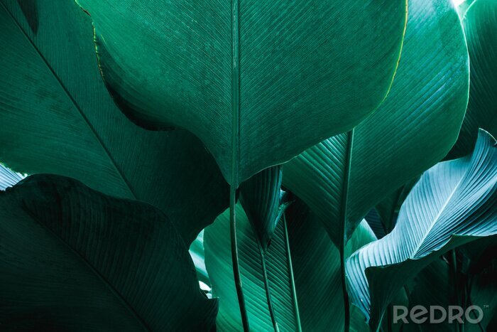 Canvas abstract green leaf texture, nature background, tropical leaf