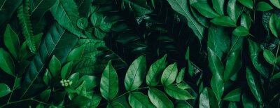 Abstract green leaves nature texture background. Creative layout for design