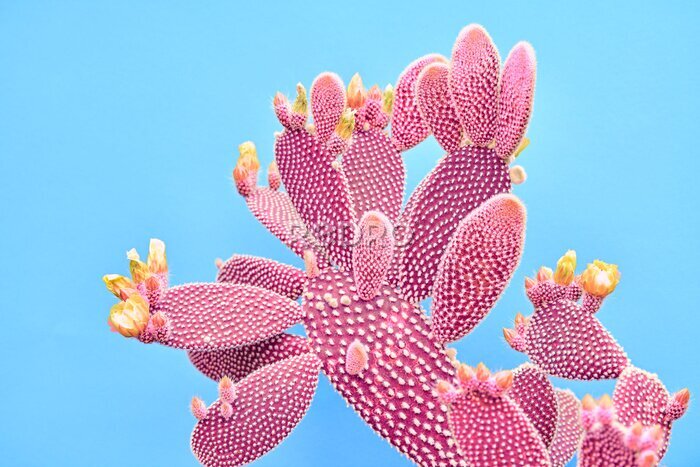 Canvas Abstracte roze cactus op blauwe achtergrond