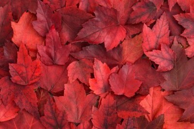 Canvas Achtergrond van rode herfstbladeren