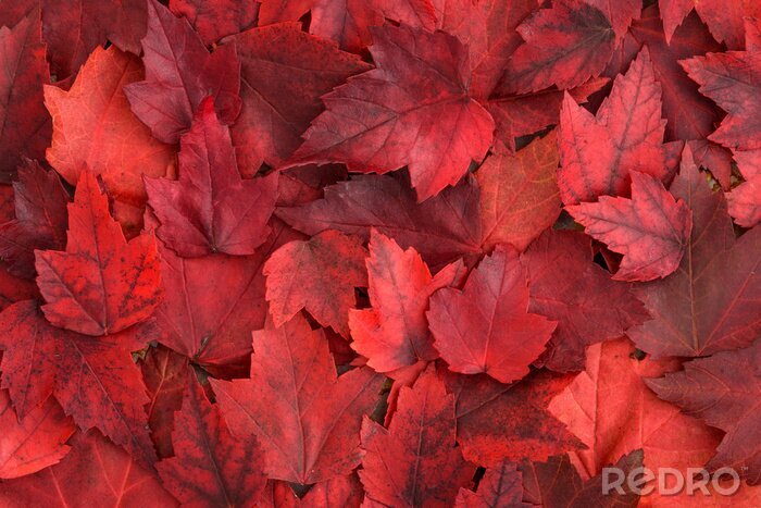 Canvas Achtergrond van rode herfstbladeren