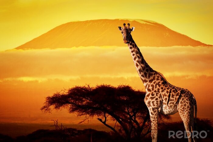 Canvas Afrikaans dier op de savanne achtergrond