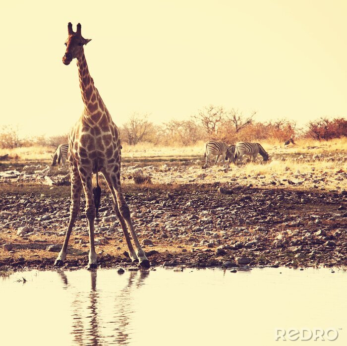 Canvas Afrikaans dier op een savanne