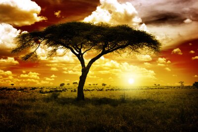 Canvas Afrikaanse boom