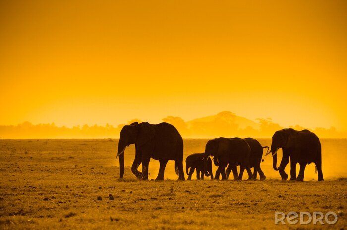 Canvas Afrikaanse dieren bij zonsondergang