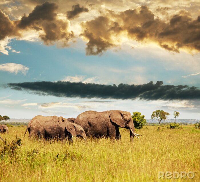 Canvas Afrikaanse dieren in de savanne