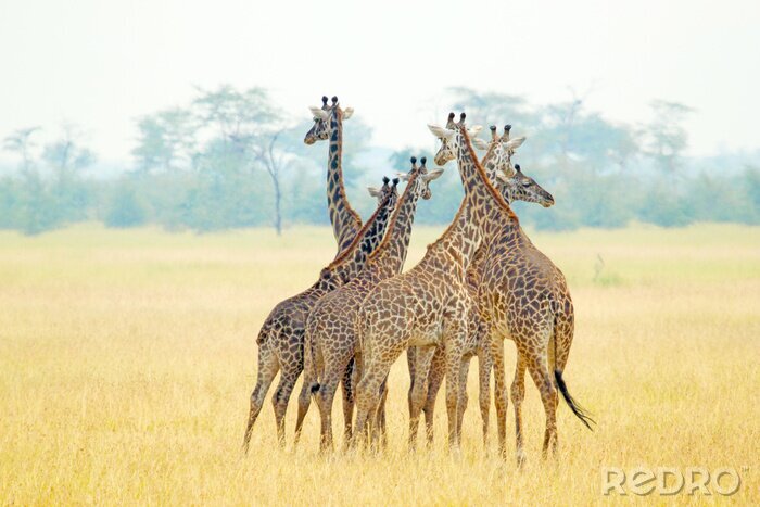 Canvas Afrikaanse dieren in een groep