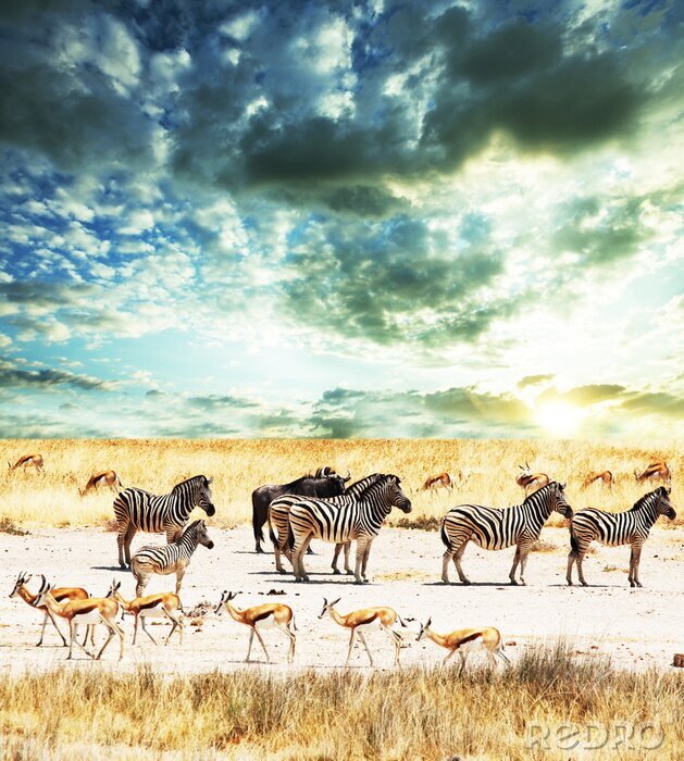 Canvas Afrikaanse dieren in kuddes