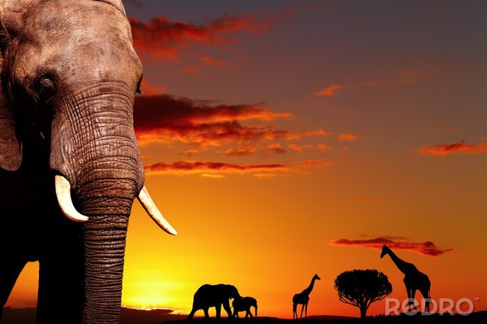 Canvas Afrikaanse dieren op de achtergrond van de zon