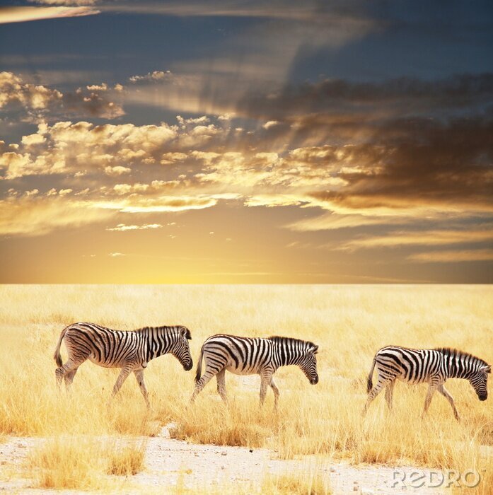 Canvas Afrikaanse dierenzebra's op de savanne