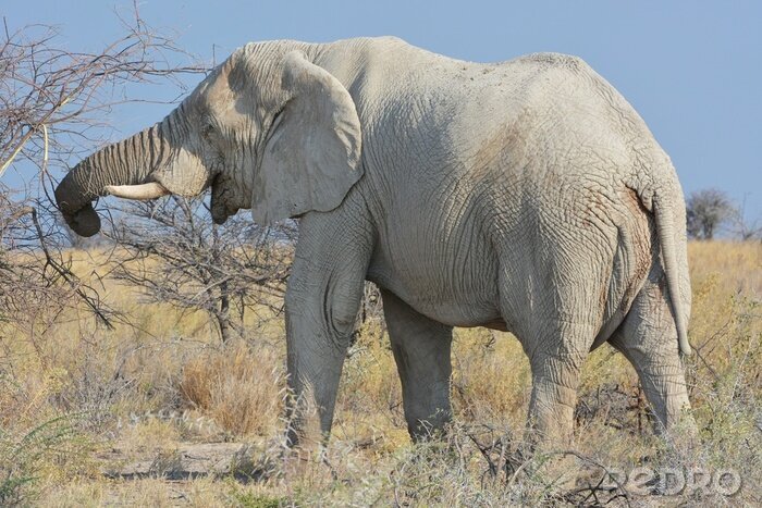 Canvas Afrikaanse grijze olifant
