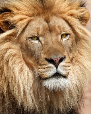 Afrikaanse leeuw