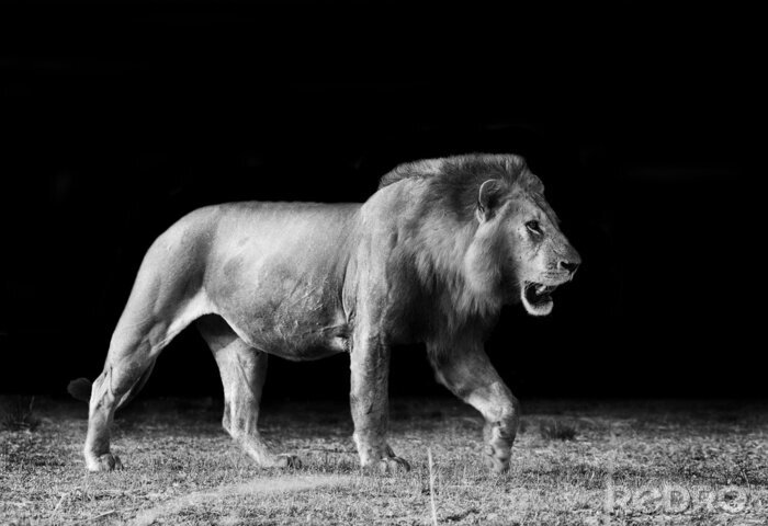 Canvas Afrikaanse leeuw in zwart-wit