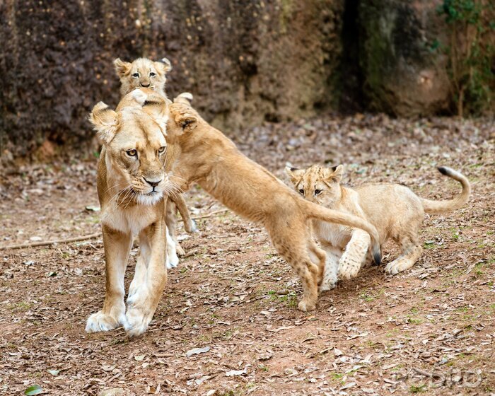 Canvas Afrikaanse leeuw welpen spelen met hun moeder leeuwin