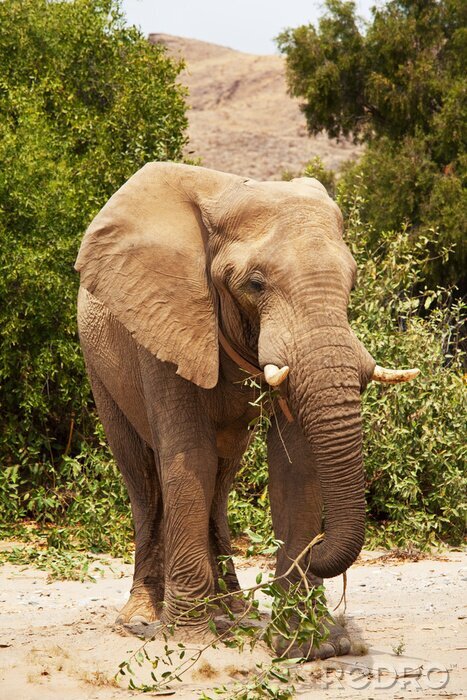 Canvas Afrikaanse olifant dier
