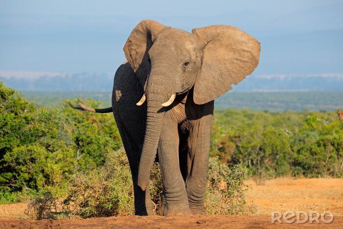 Canvas Afrikaanse olifant en landschap