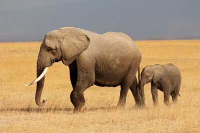 Afrikaanse olifant met kalf, Amboseli National Park