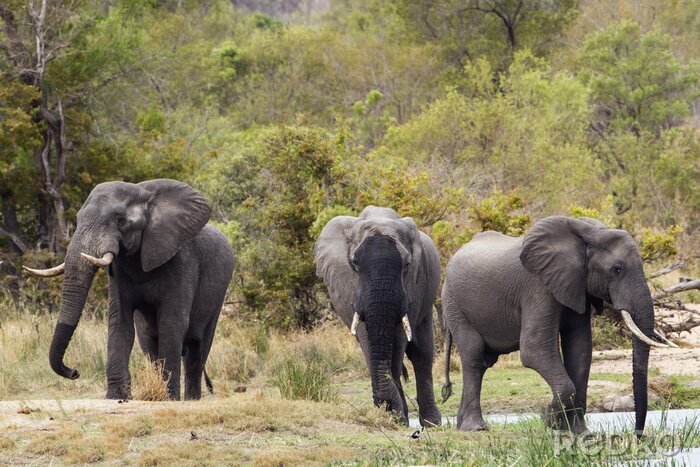 Canvas Afrikaanse olifanten in het park