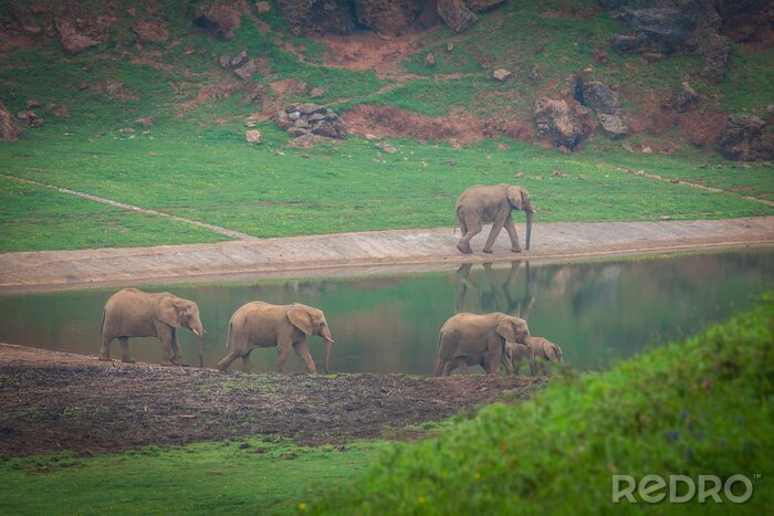 Canvas Afrikaanse Olifanten kudde drinken bij rand van het water in Zuid-Afrika