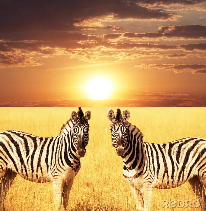 Canvas Afrikaanse zebra's