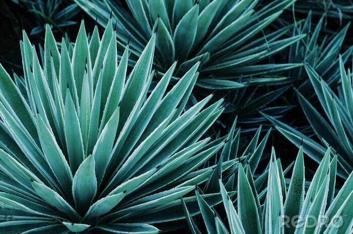 Canvas Agave groene tropische plant
