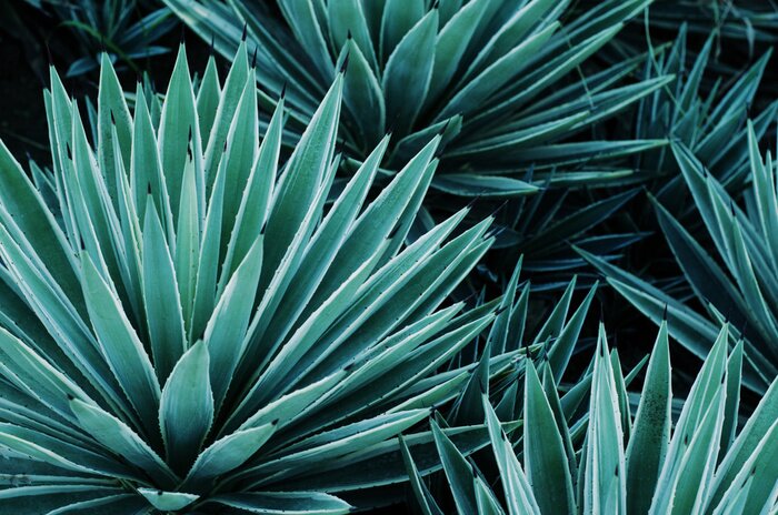 Canvas Agave groene tropische plant