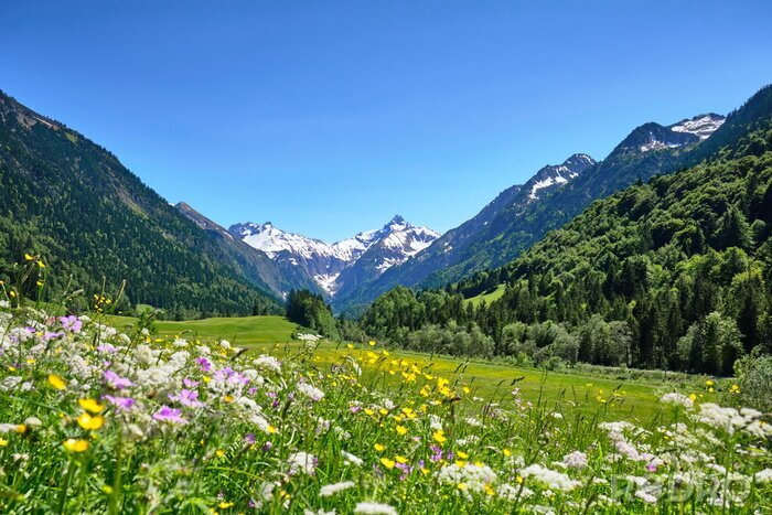 Canvas  Alpen, Blumenwiese in den Bergen mit Schnee auf Gipfel 