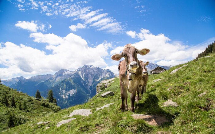 Canvas Alpenkoeien met berglandschap op de achtergrond