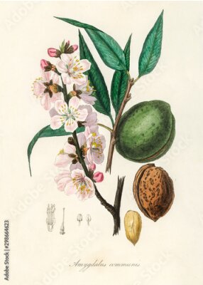 Canvas Amandeltakje en proces