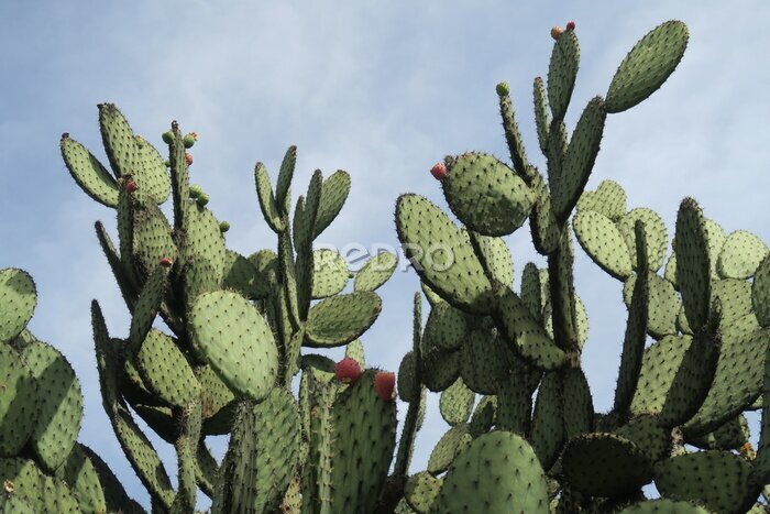 Canvas Amerikaanse cactus tegen blauwe hemel