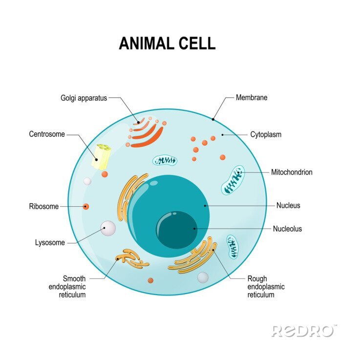 Canvas Anatomie van een dierlijke cel