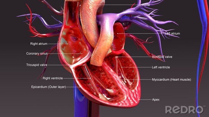 Canvas Anatomie van een menselijk hart