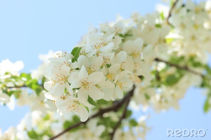 Canvas Appelbloesem en natuur