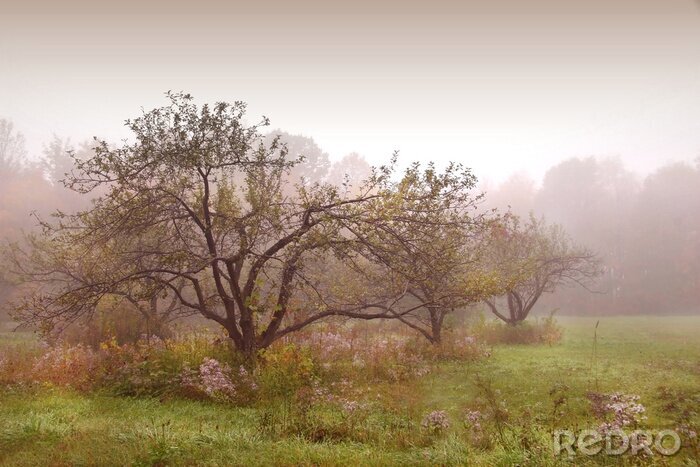 Canvas Appelbomen in de mist
