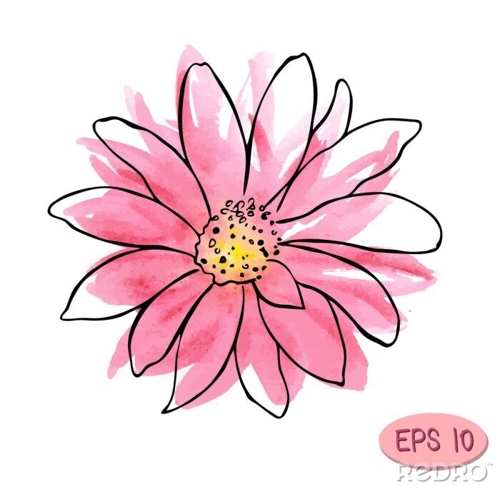 Canvas aquarel vector bloem illustratie, roze bloem als madeliefje of chrysanthemum met plack contour