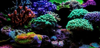 Aquarium koraalrif