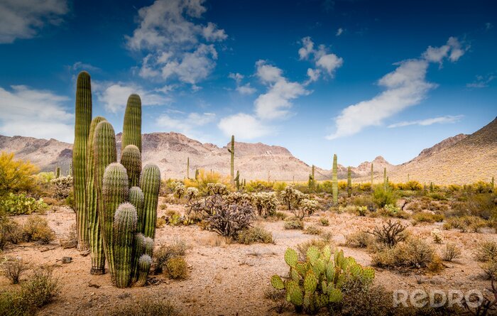 Canvas Arizona Desert Ladscape