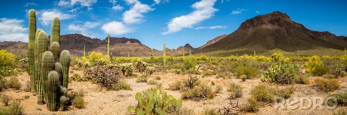 Canvas Arizona Landschap van de woestijn